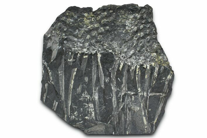 Fossil Lycopod Tree Root (Stigmaria) Plate - Pennsylvania #368190